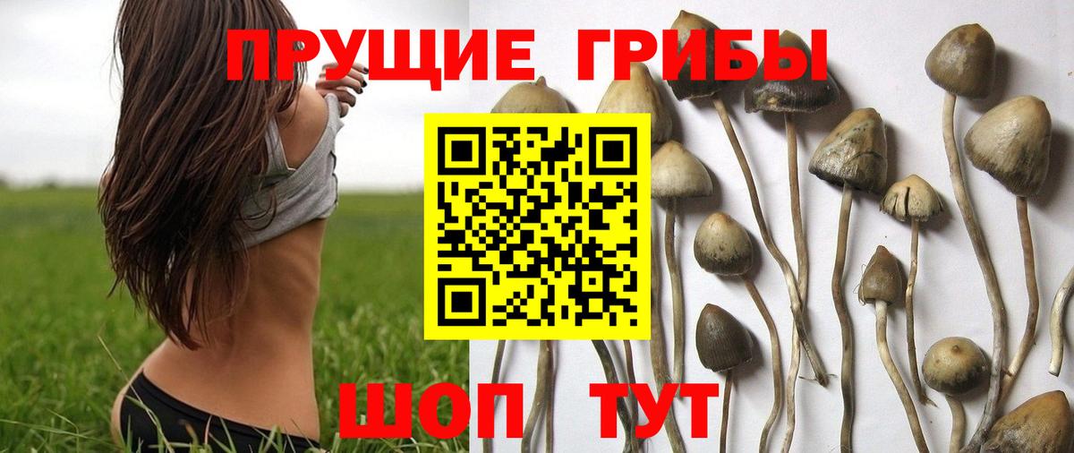 Ижевск  Галлюциногенные грибы Psilocybe  Вход с VPN  Галлюциногенные грибы GOLDEN TEACHER 